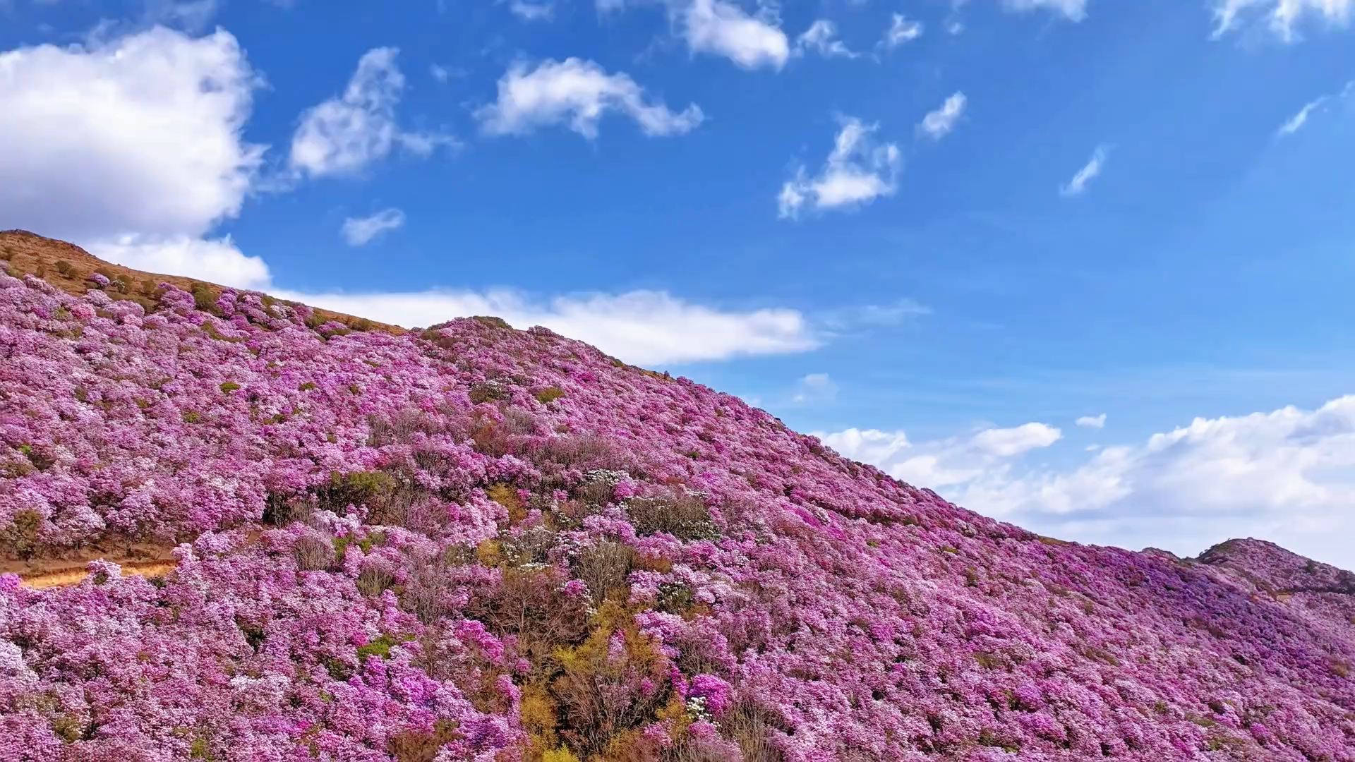 大凉山索玛花