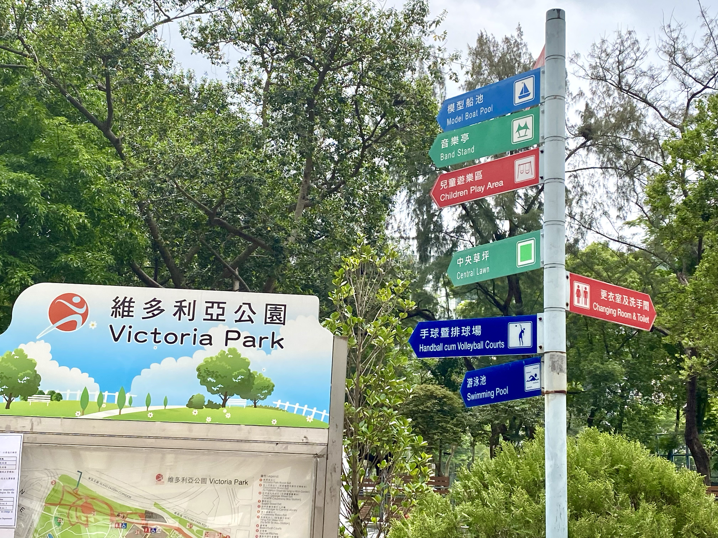 维多利亚公园的凤凰🐦‍🔥木开花啦！