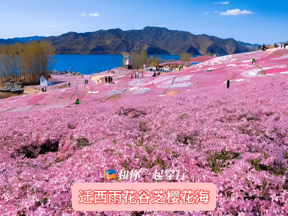 赏花游玩好去处迁西雨花谷薰衣草庄园