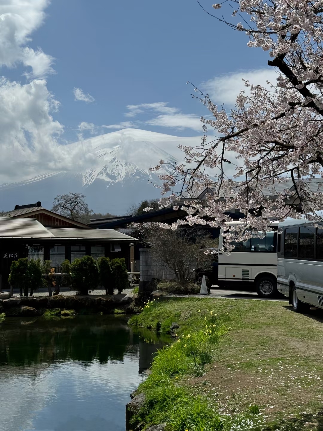 日本富士山下的樱花开了