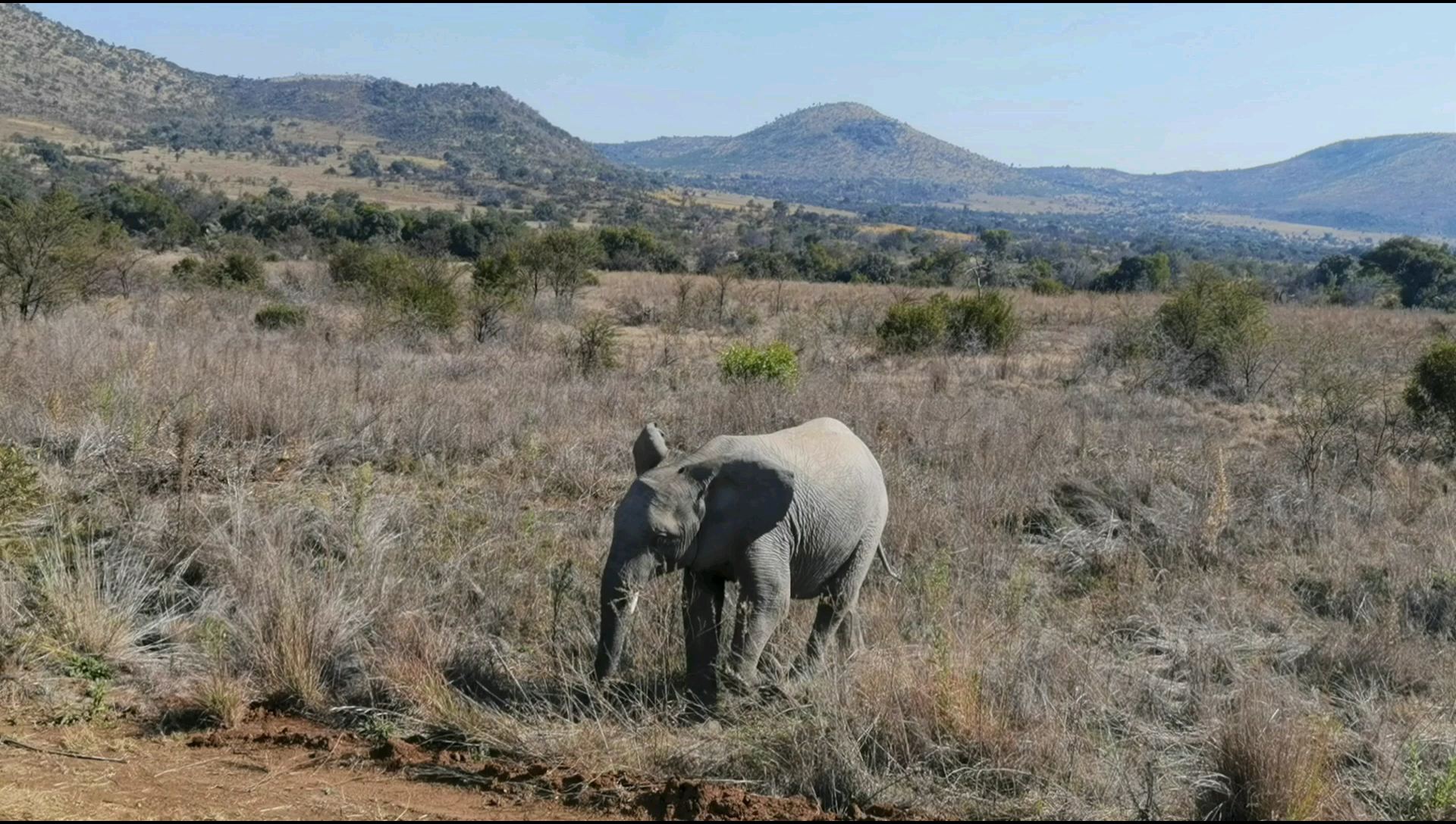 南非匹林斯堡野生动物保护区大象之二