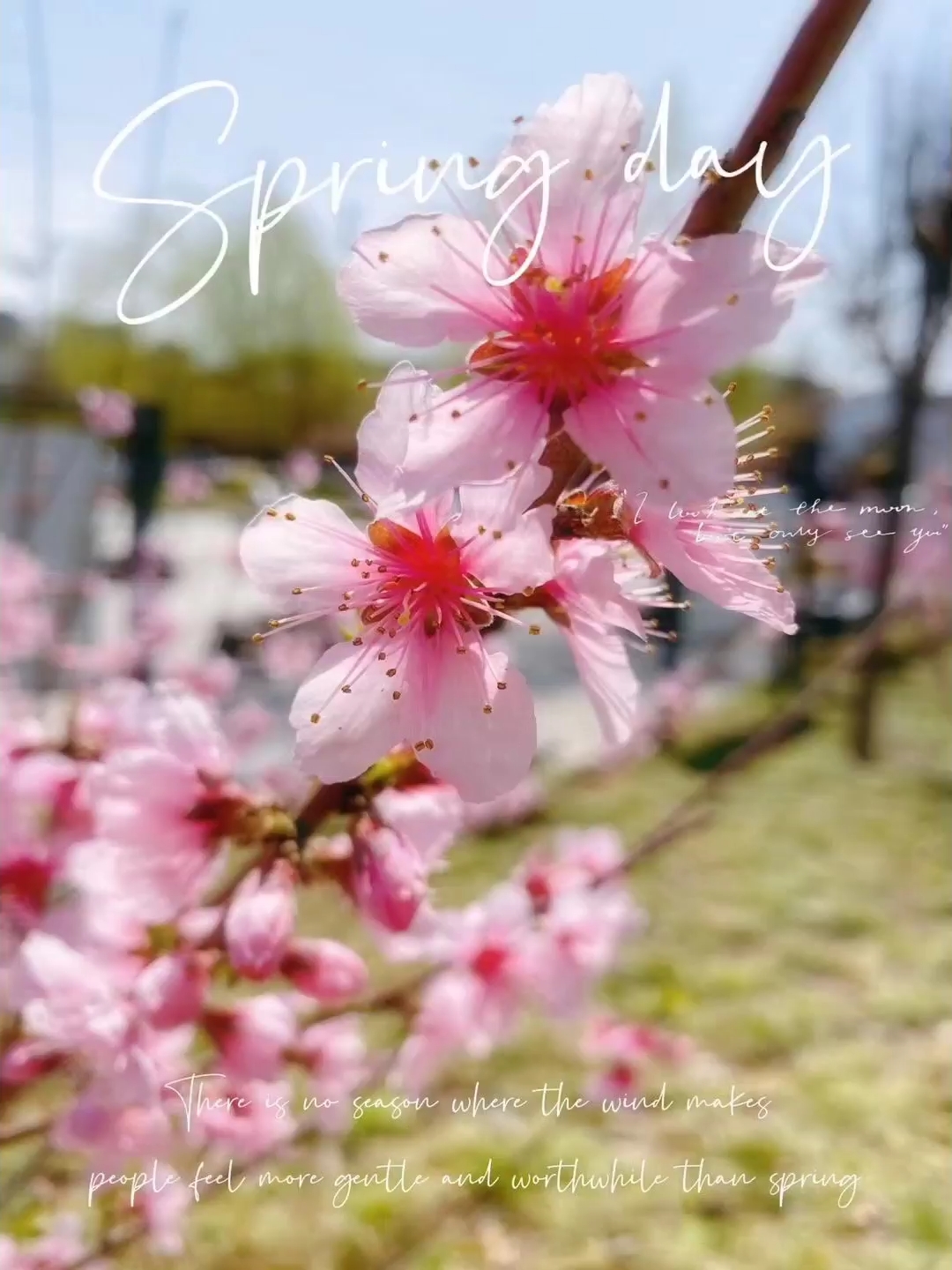 🌈赴一场春天的约会，樱花🌸带来的浪漫