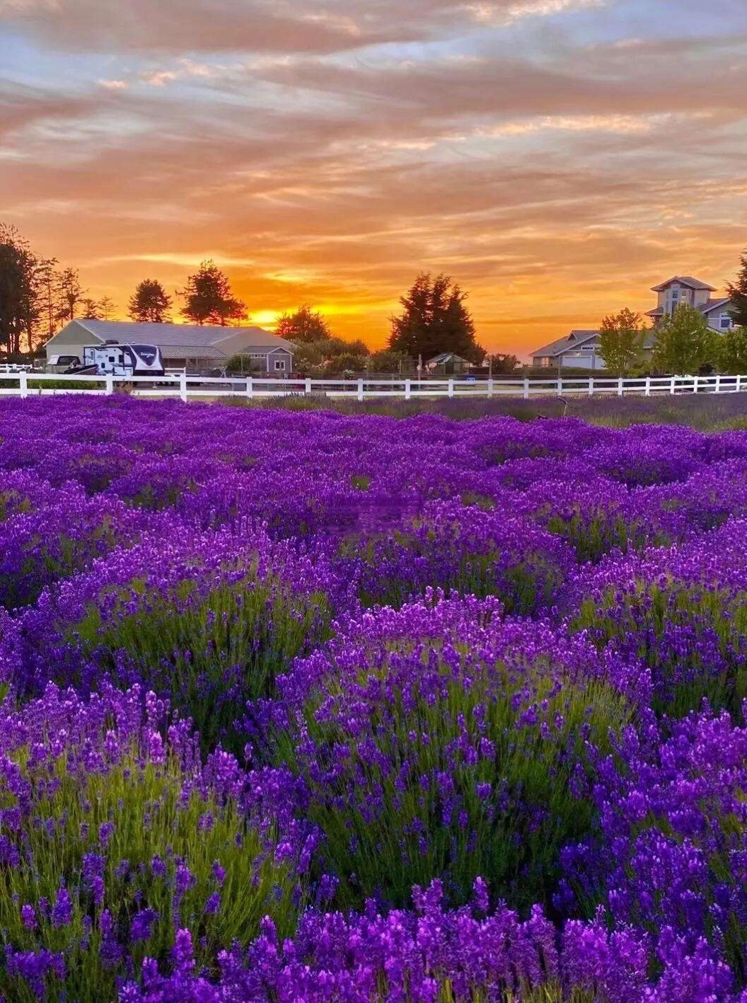 瓦纳卡薰衣草农场——新西兰夏季赏花的好去处！