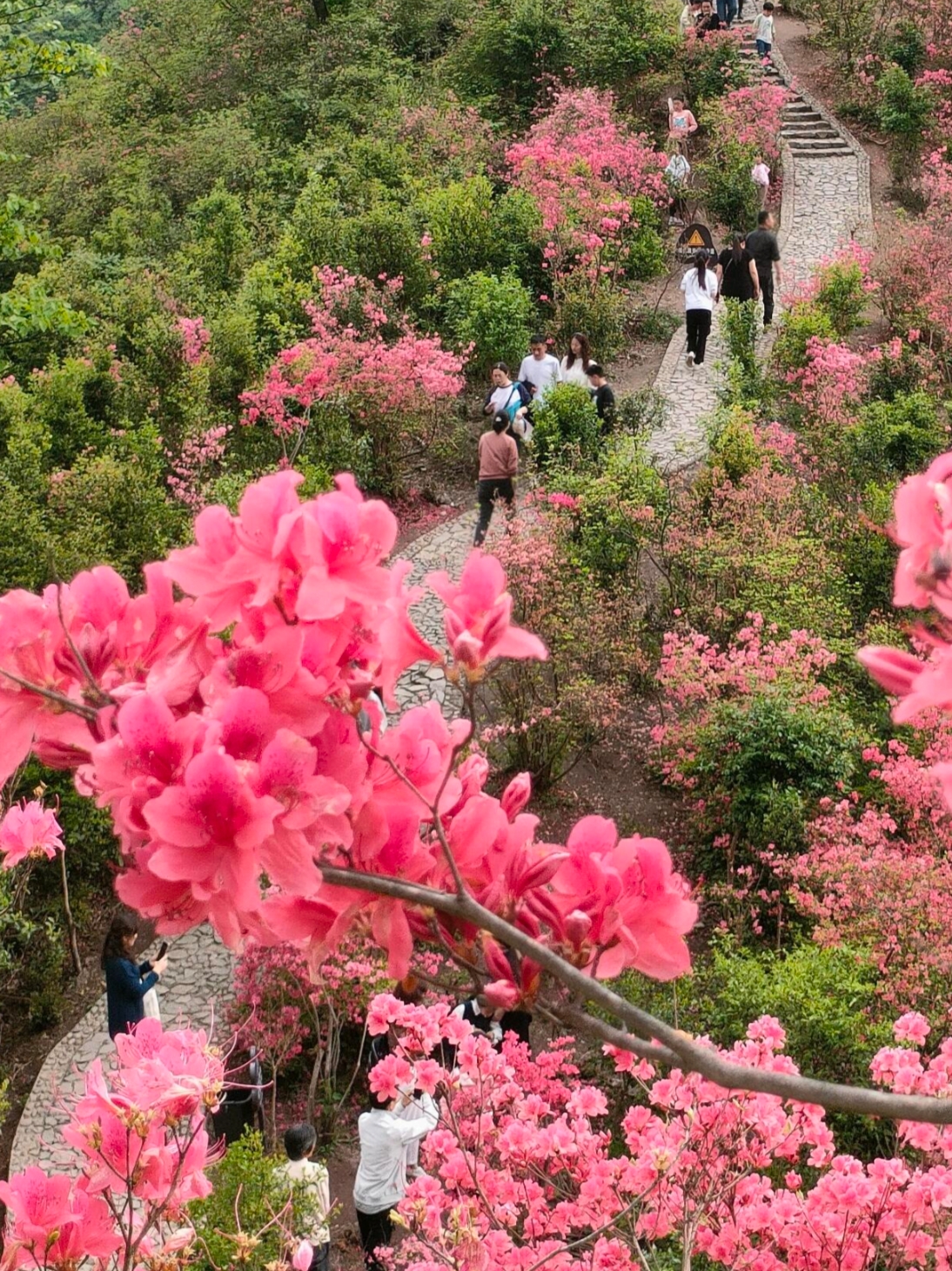 2024安徽4-5月映山红赏花宝典！