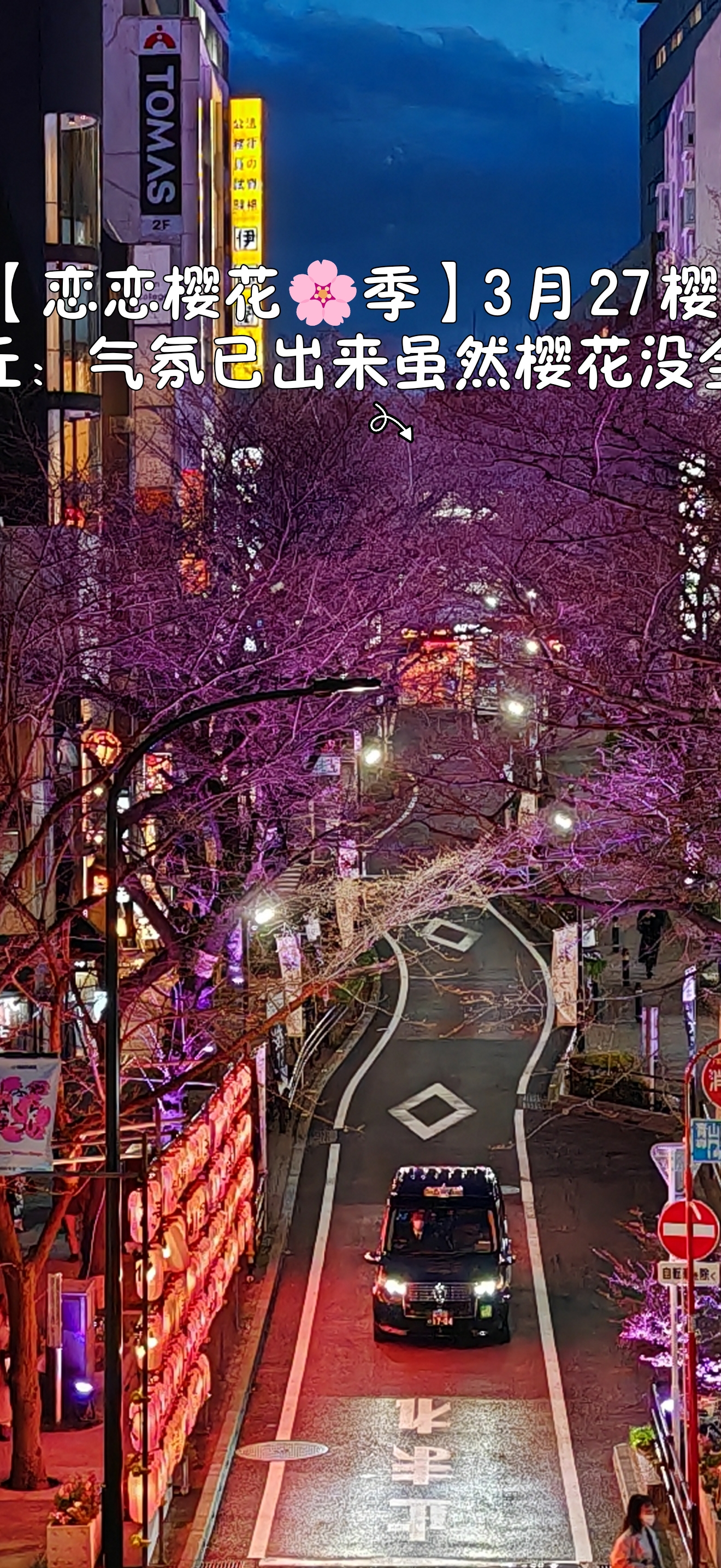 【恋恋樱花🌸季】3月27樱之丘：气氛已出来，虽然樱花没全开