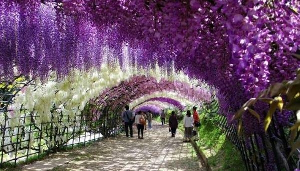 日本足利花卉公园