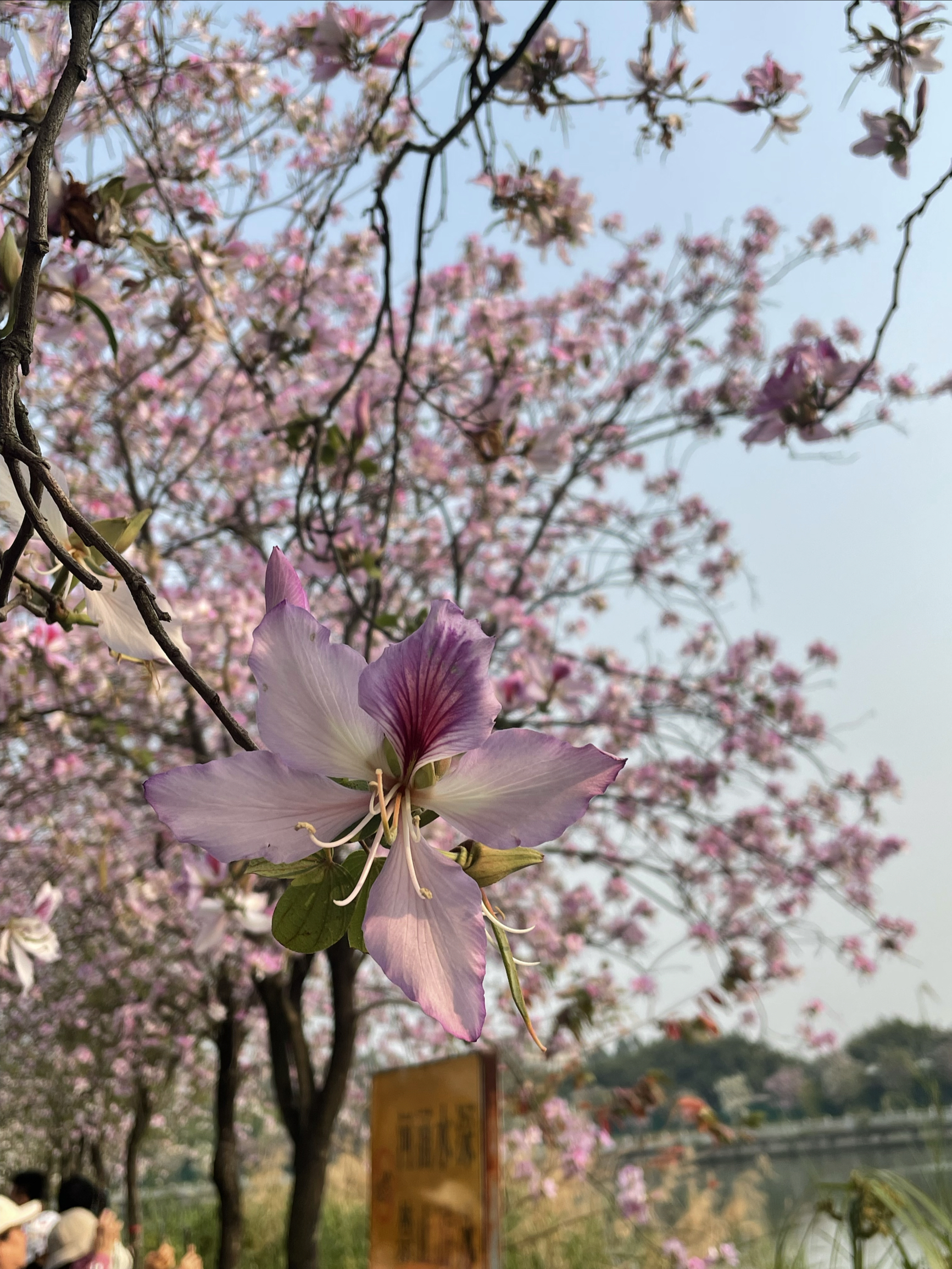 南国春天 #广州海珠湿地公园 #春天就是看花的季节 紫荆花开 广州的春时节来得比其他地方都早，3月的
