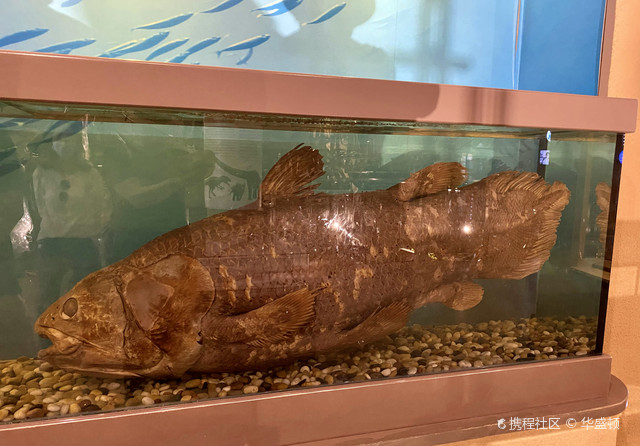 北京古生物研究所看61矛尾鱼