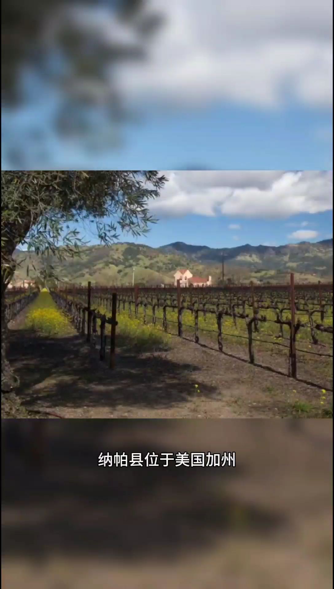 纳帕县：加州葡萄酒之都，邀您品鉴