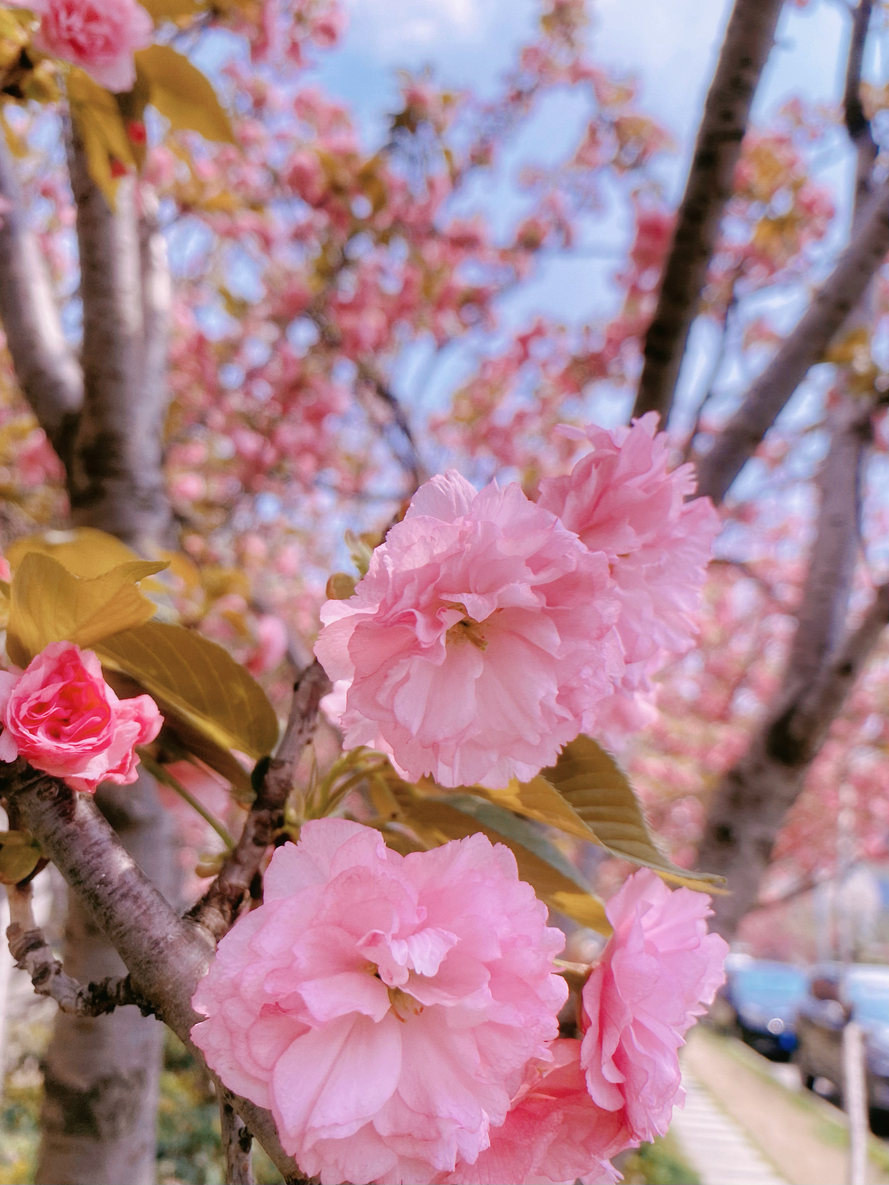 四月，你是一树一树的花开🌸