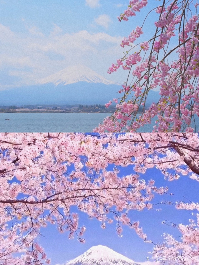 富士山赏樱花