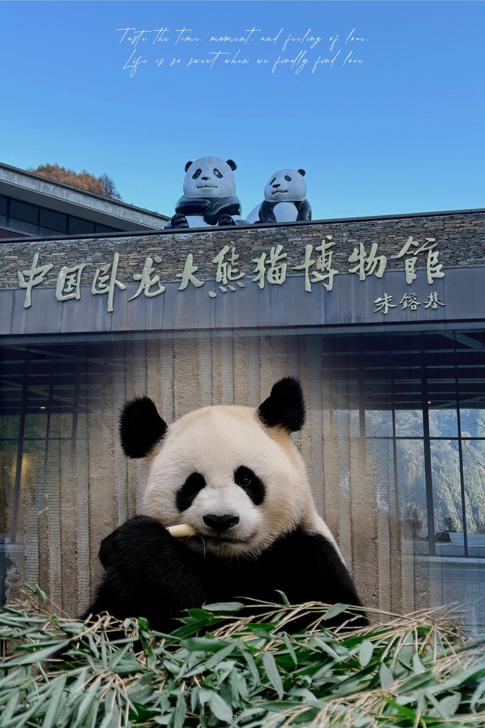 🐼🌳神树坪熊猫基地 | 探秘大熊猫的家园，拥抱自然的奇妙之旅