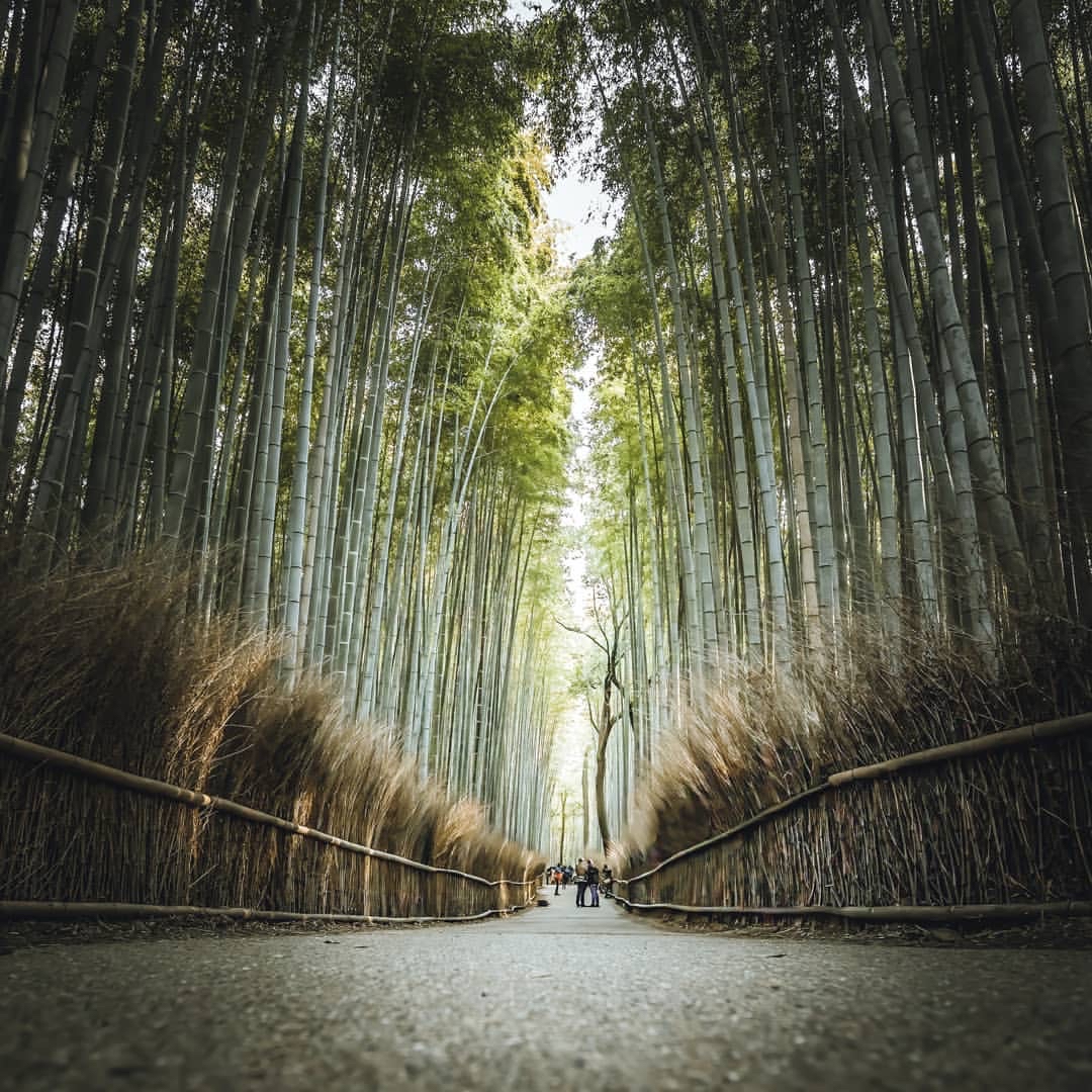 🌿长崎竹林公园完美攻略🌿 — 探秘绿色迷宫