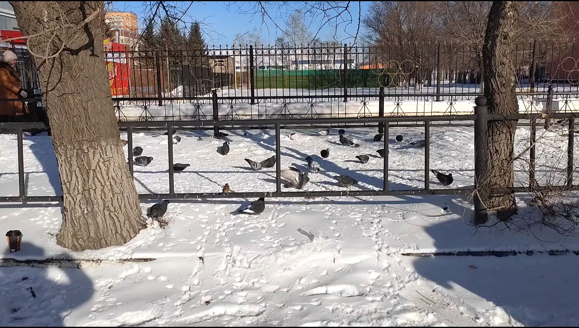 俄罗斯街头鸽子