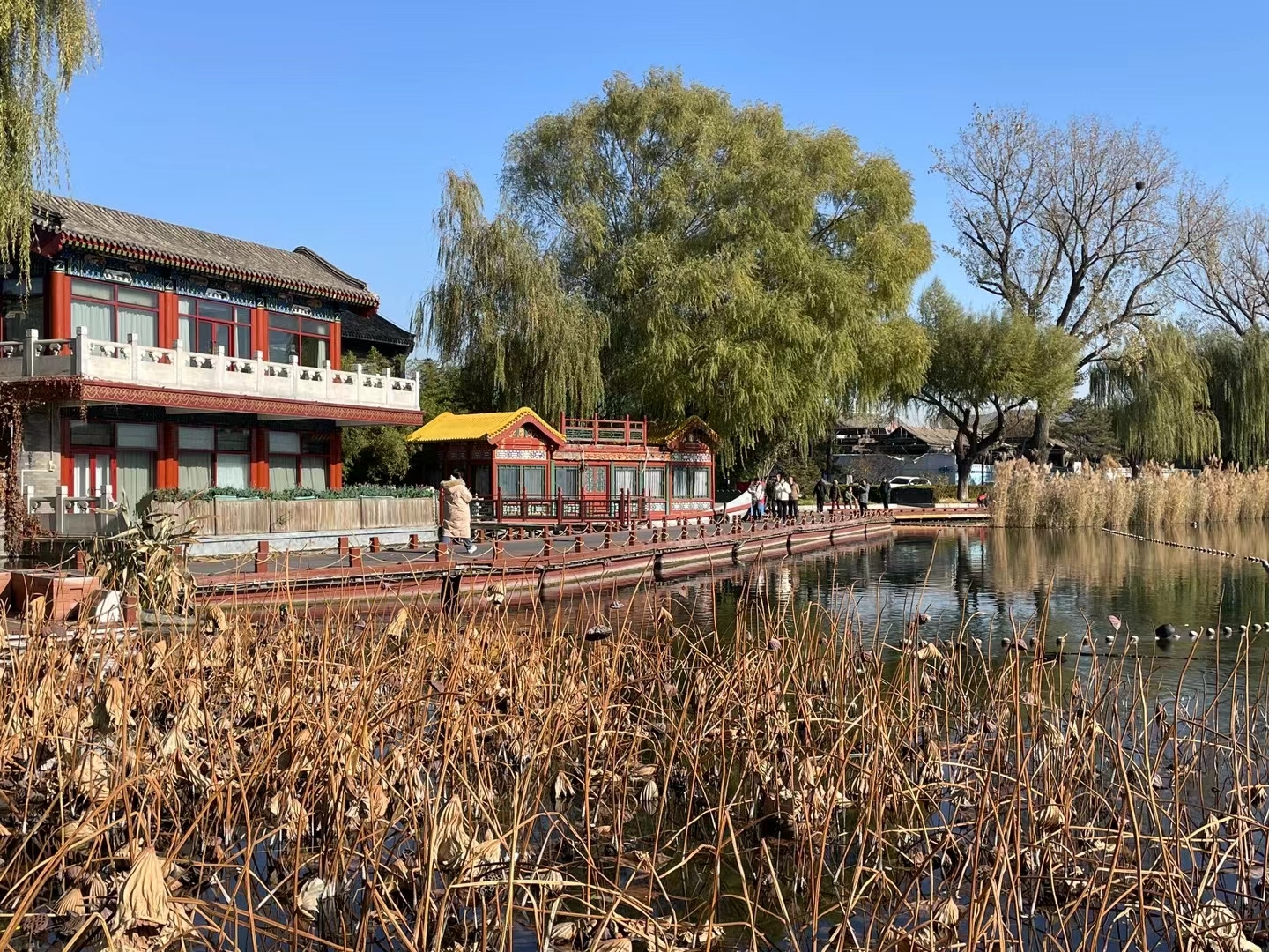 初冬的北京西海湿地公园。 西海位于北京市西城区德胜门西什刹海街道，西海公园周边有众多历史遗迹，如汇通