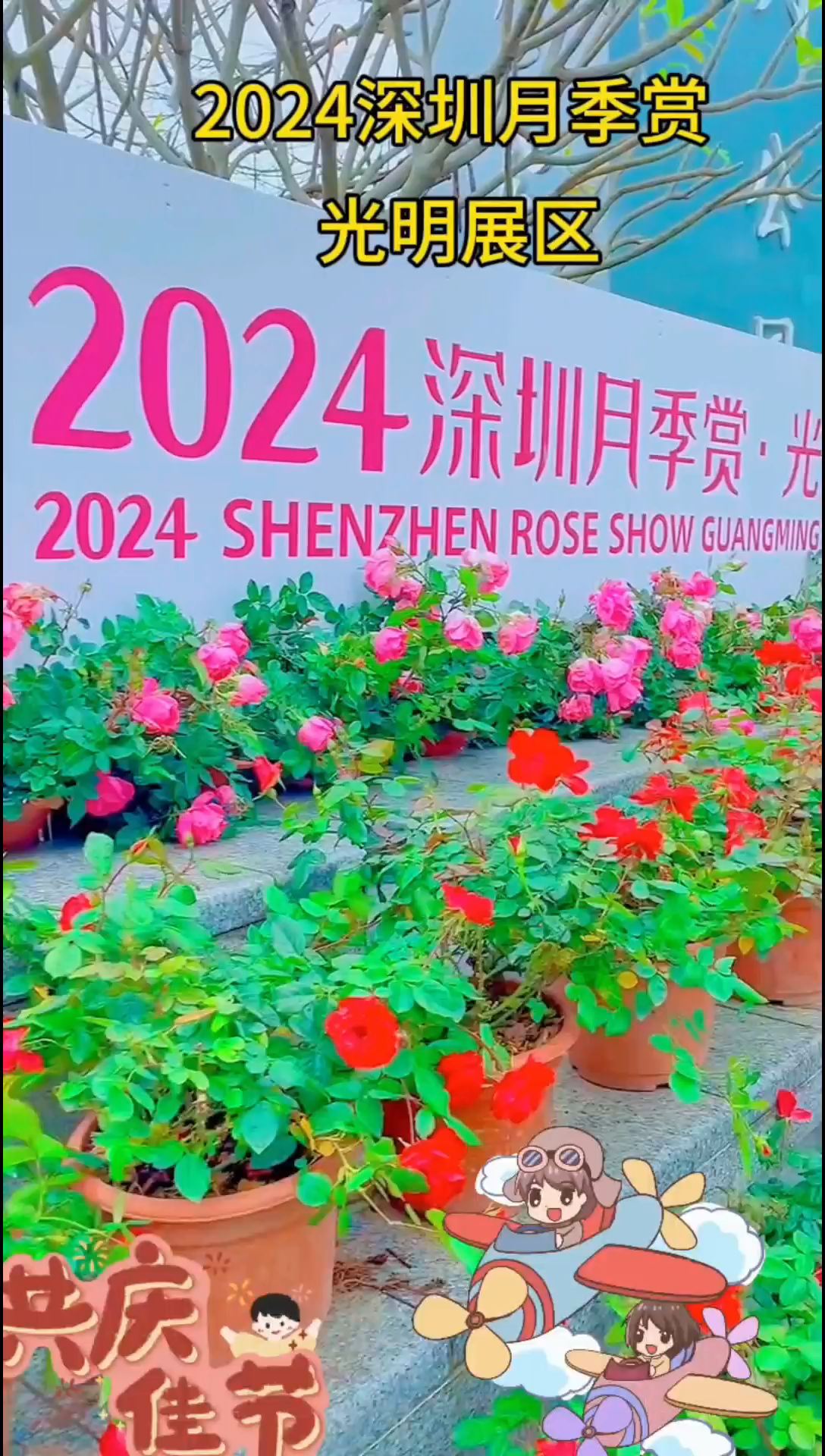 [Rainbow]2024深圳月季赏，光明最美展区，盆花齐整，花球大朵，娇媚鲜艳，五彩斑斓浪漫绽放，