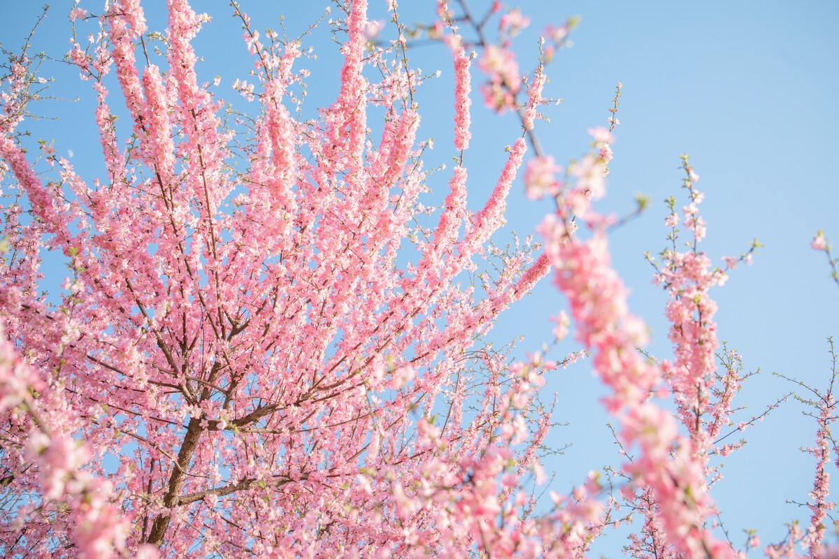春天到了，可以去赏一赏桃花