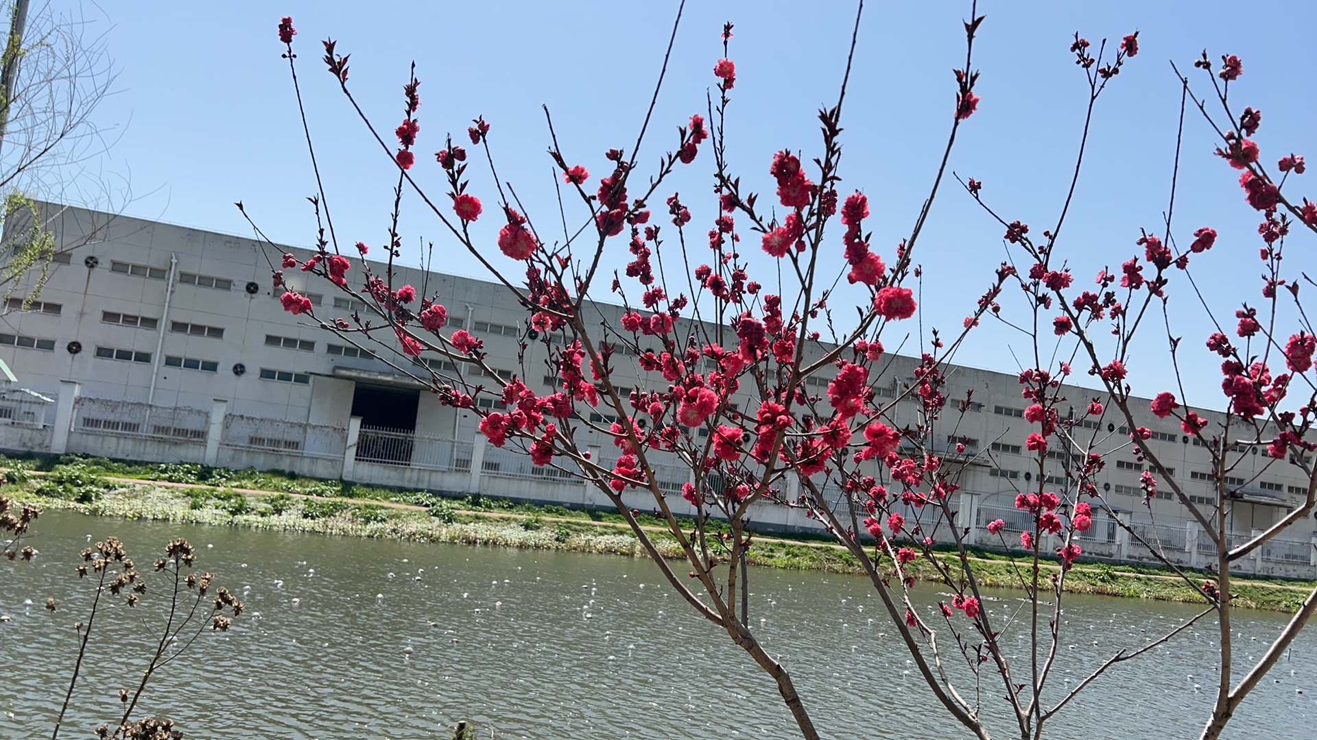 芜湖外包产业园的花花