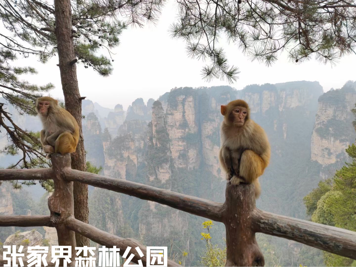 假期去哪里玩？一定要来一次的湖南张家界