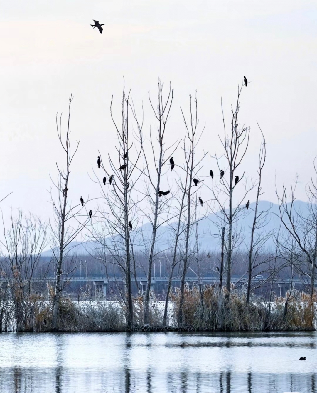 淄博骑行刷到的美景——看树上的候鸟