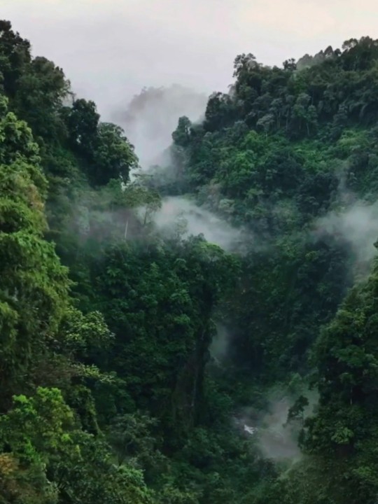 印尼🇮🇩爪哇岛上云雾缭绕的神秘雨林