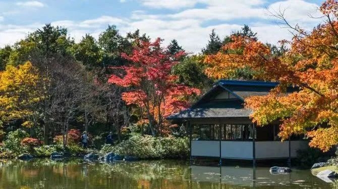 踏入秋天的昭和纪念公园，你将被那片片绚丽的枫叶所吸引。无论你走在公园的哪个角落，都能欣赏到红黄交错的
