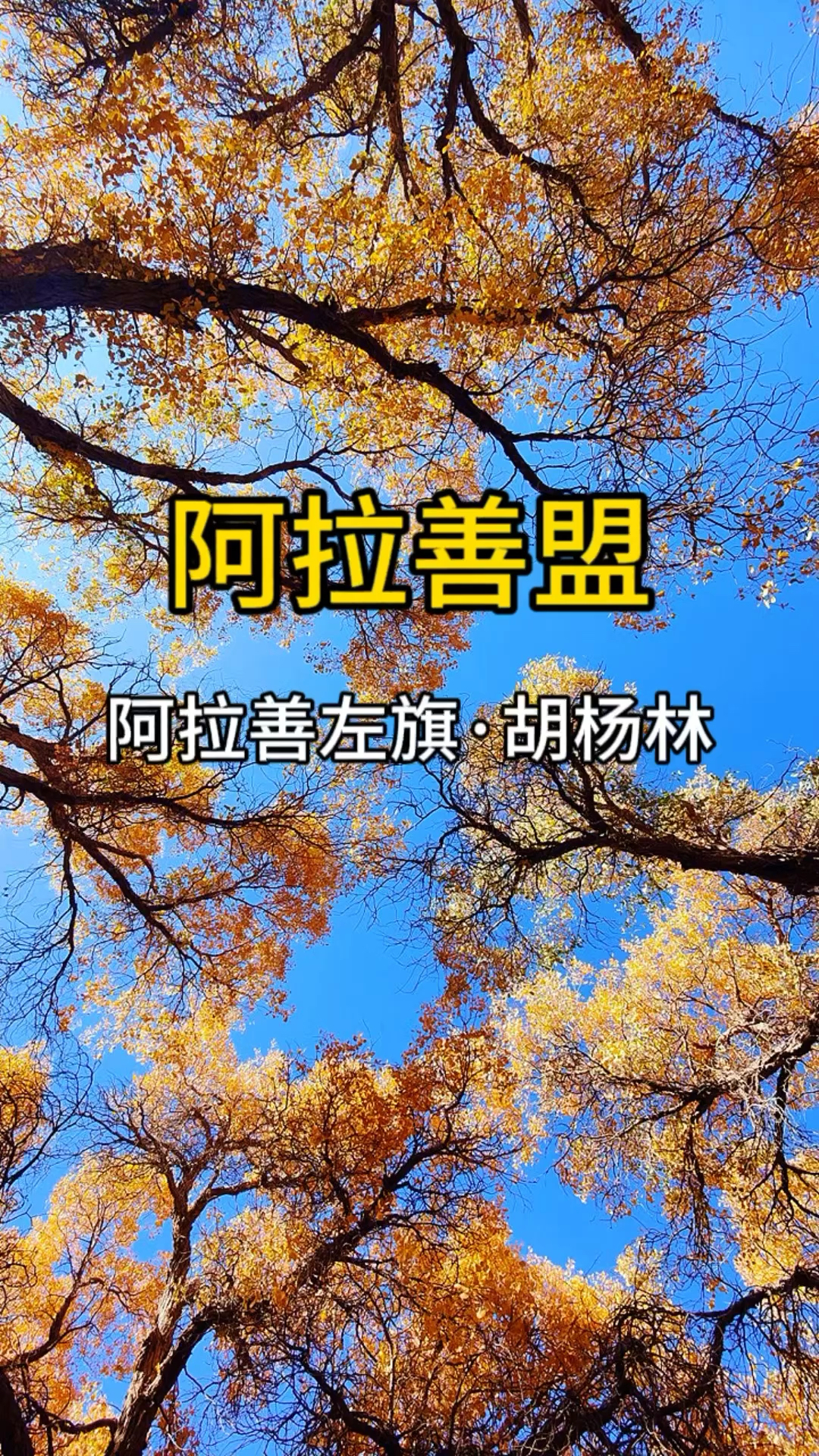 阿拉善额济纳旗胡杨林