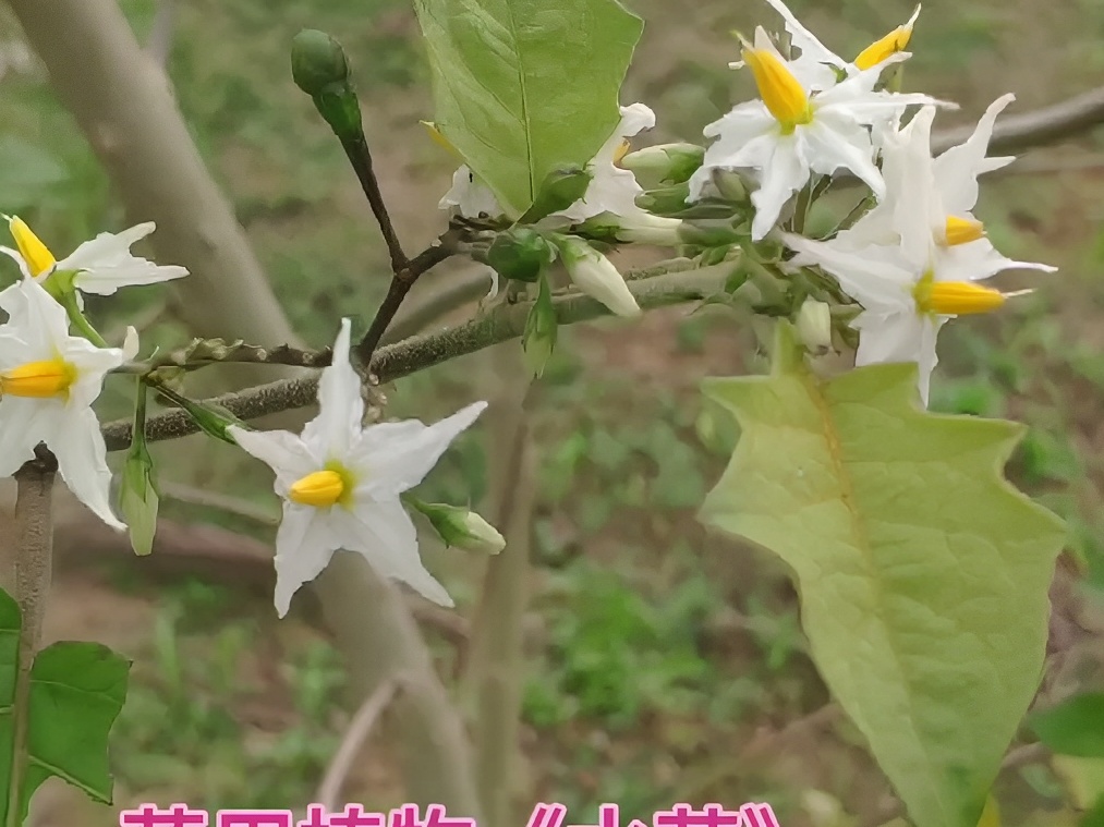 药食同源的美味《水茄》