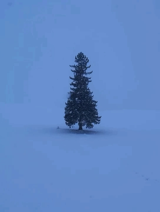 这颗圣诞树🎄它孤独嘛？