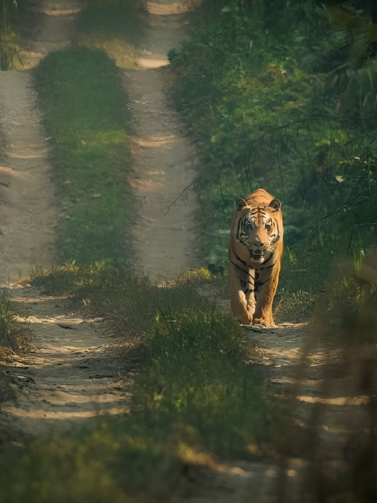 尼泊尔奇特旺🐘亚洲野生动物观赏公园