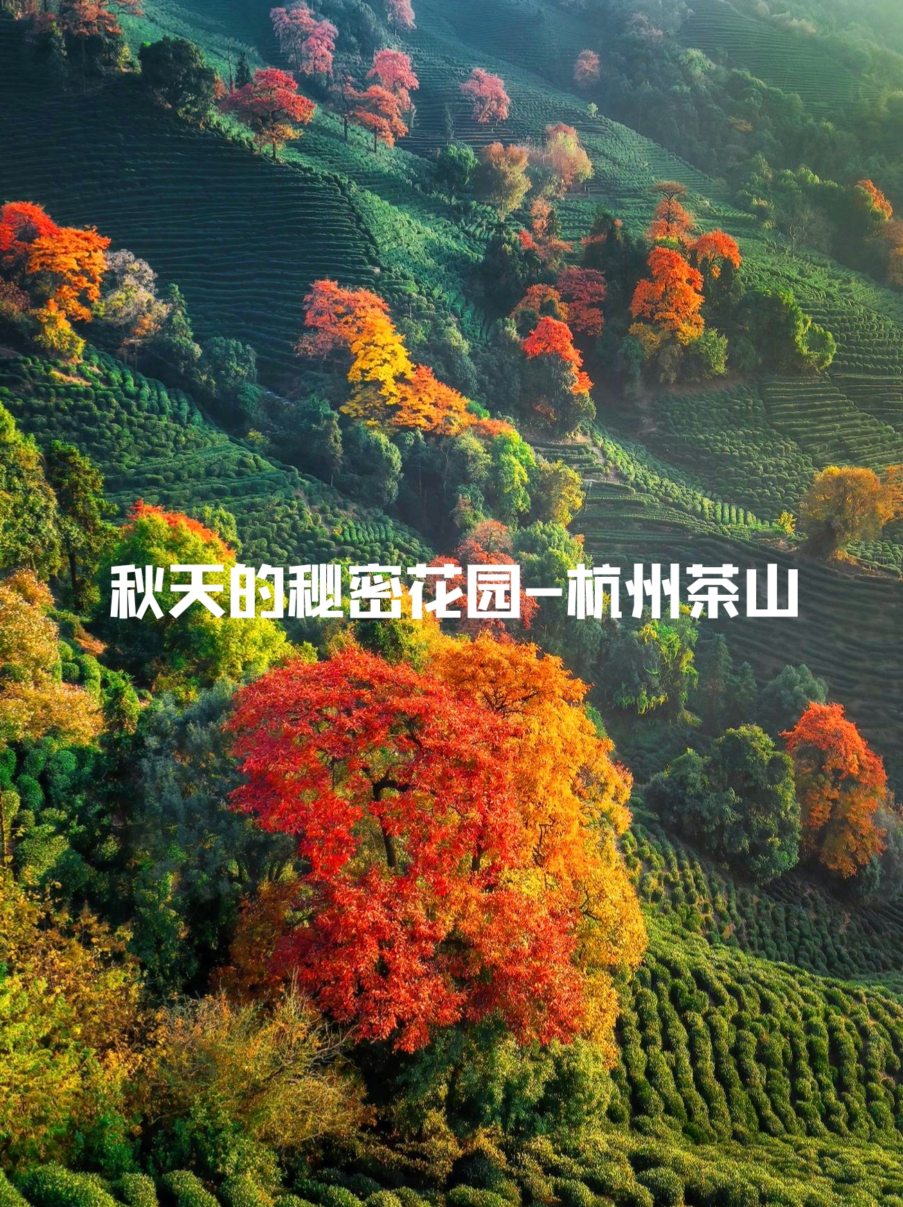 杭州的茶山，是秋天的秘密花园||| 喜欢这片茶山，仅属于杭州的秋日限定。 或许看到这个图文时你再去的
