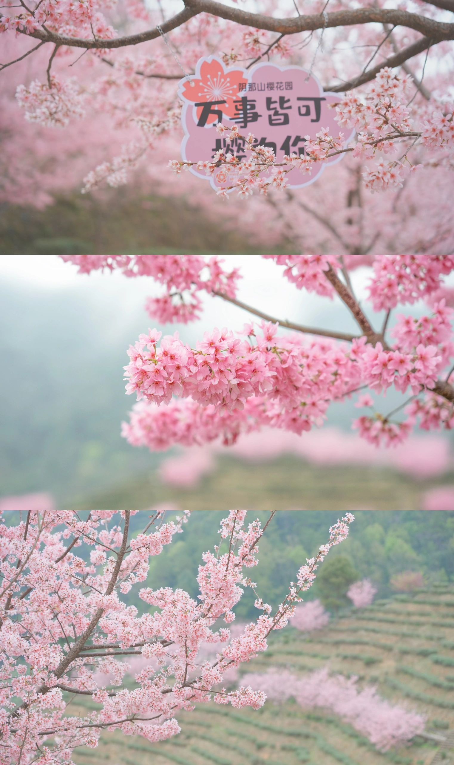 潮汕周边二三月樱花||梅州阴那山灵光寺