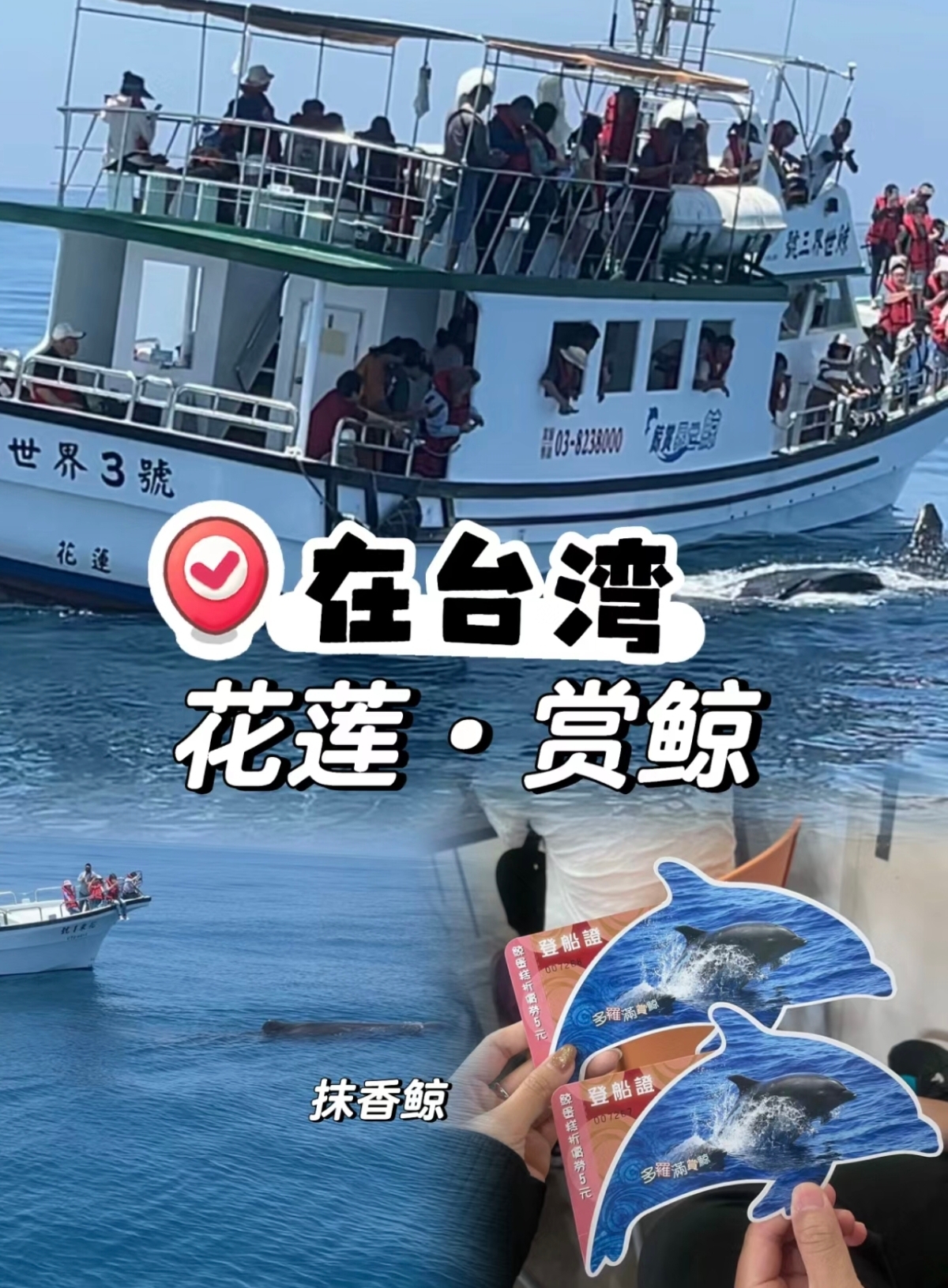 💞在台湾！花莲港！你还不来赏鲸鱼🐳🐳