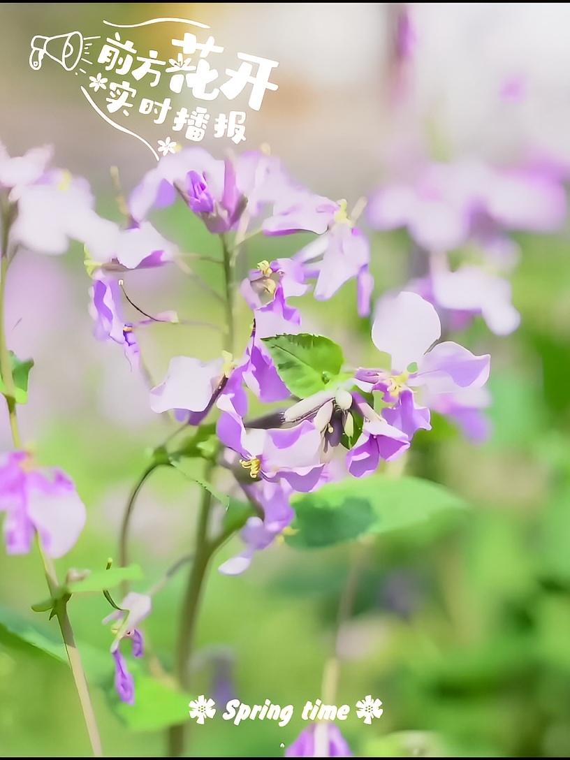 春日赏花绝佳地-五华山风景区