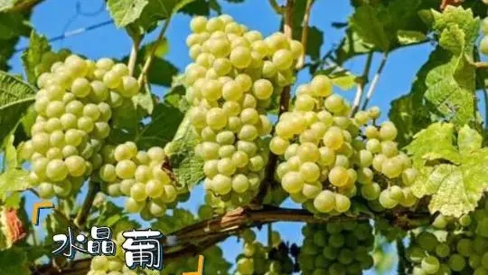 水晶葡萄，原产于美洲，称之为尼亚加拉葡萄（Niagara Grape），1872年在美国纽约州由康科