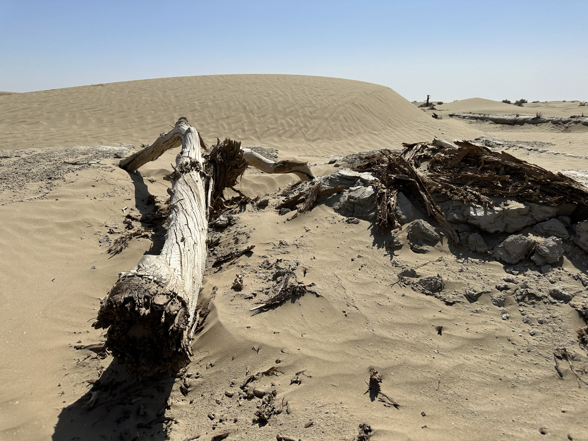 塔克拉玛干沙漠腹地，眼里尽是苍茫孤寂，还有顽强的生命