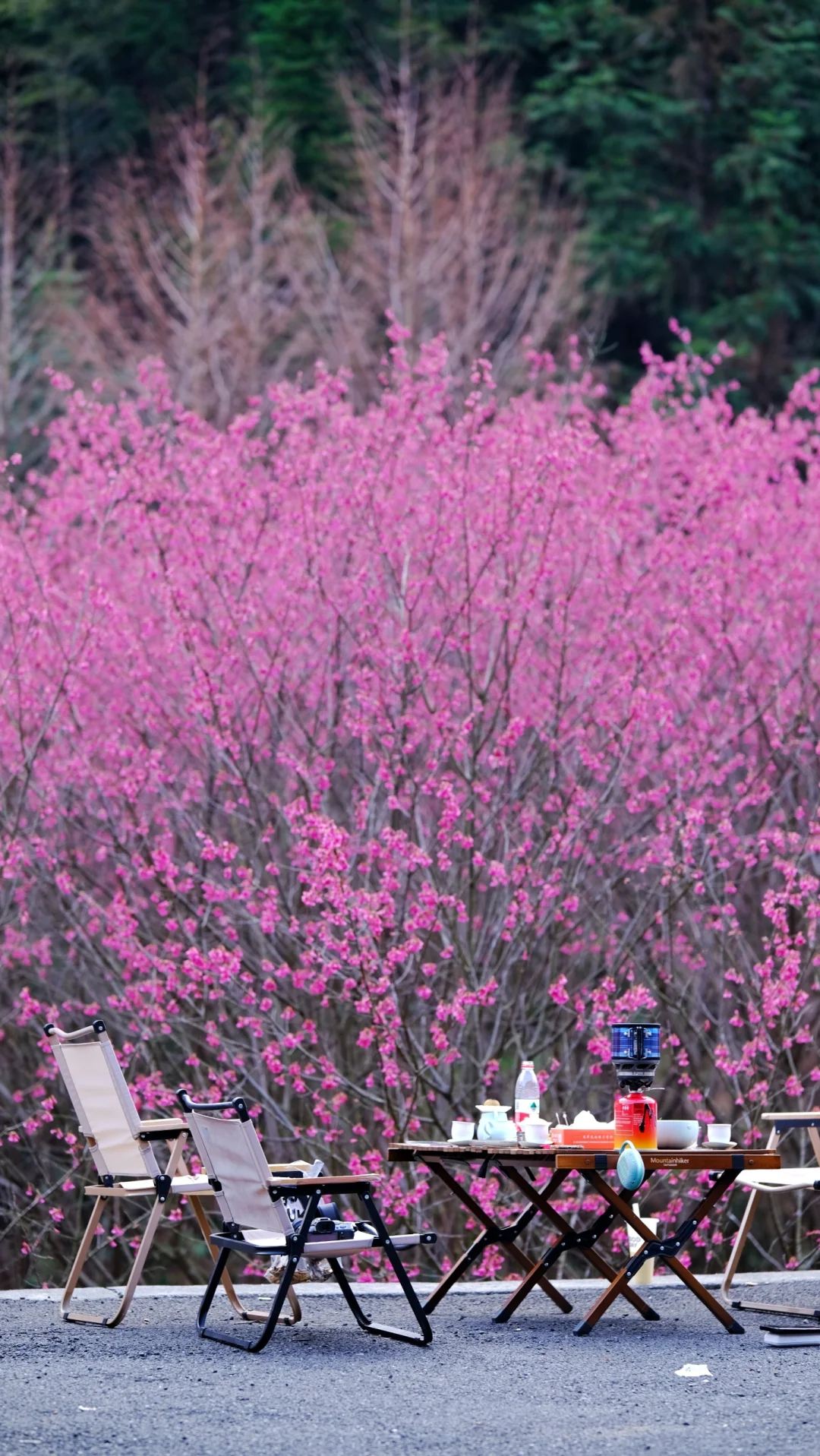 杭州最早的樱花，米积村红色樱花