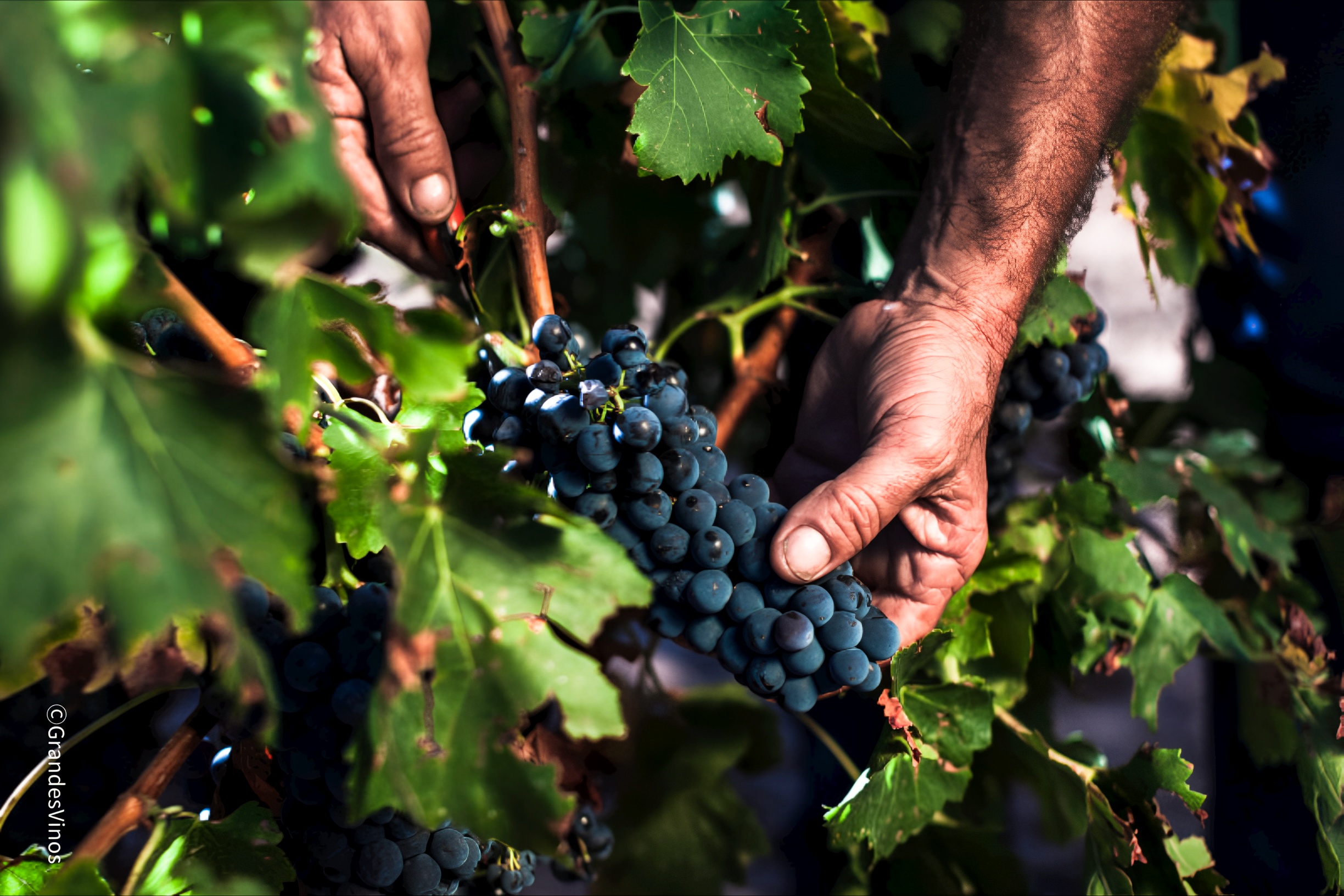 世界最古老的葡萄品种