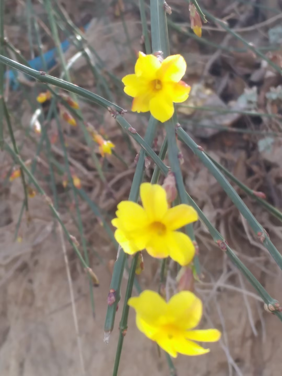 迎春花开春天的气息