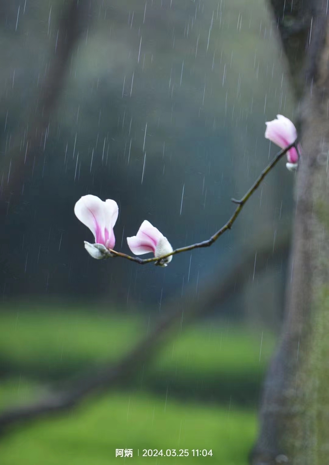 雨中花