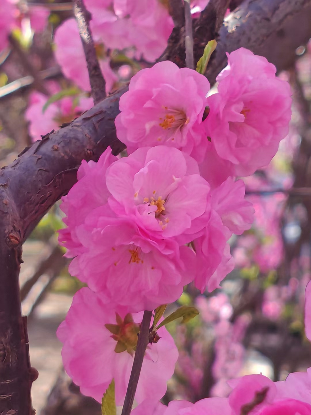 哈尔滨春天美丽的花