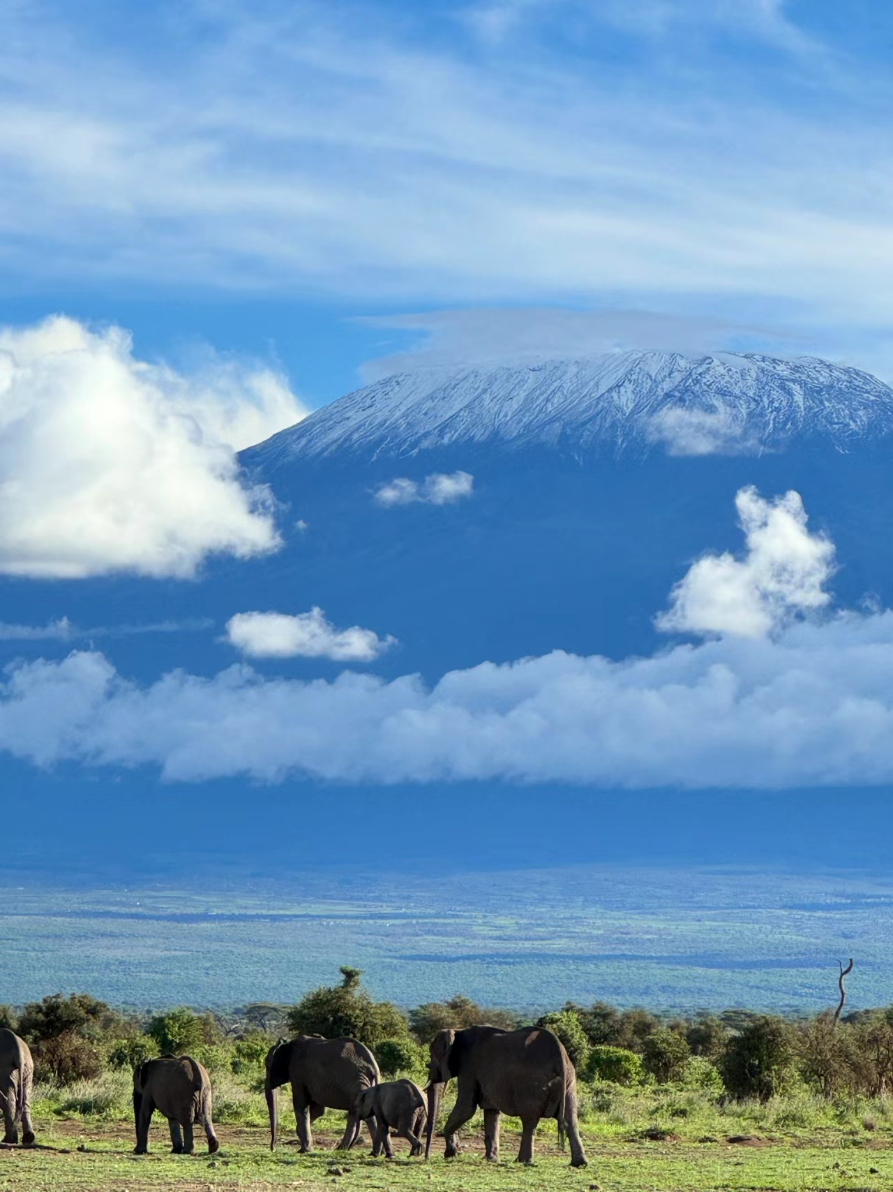 Amboseli乞力马扎罗山