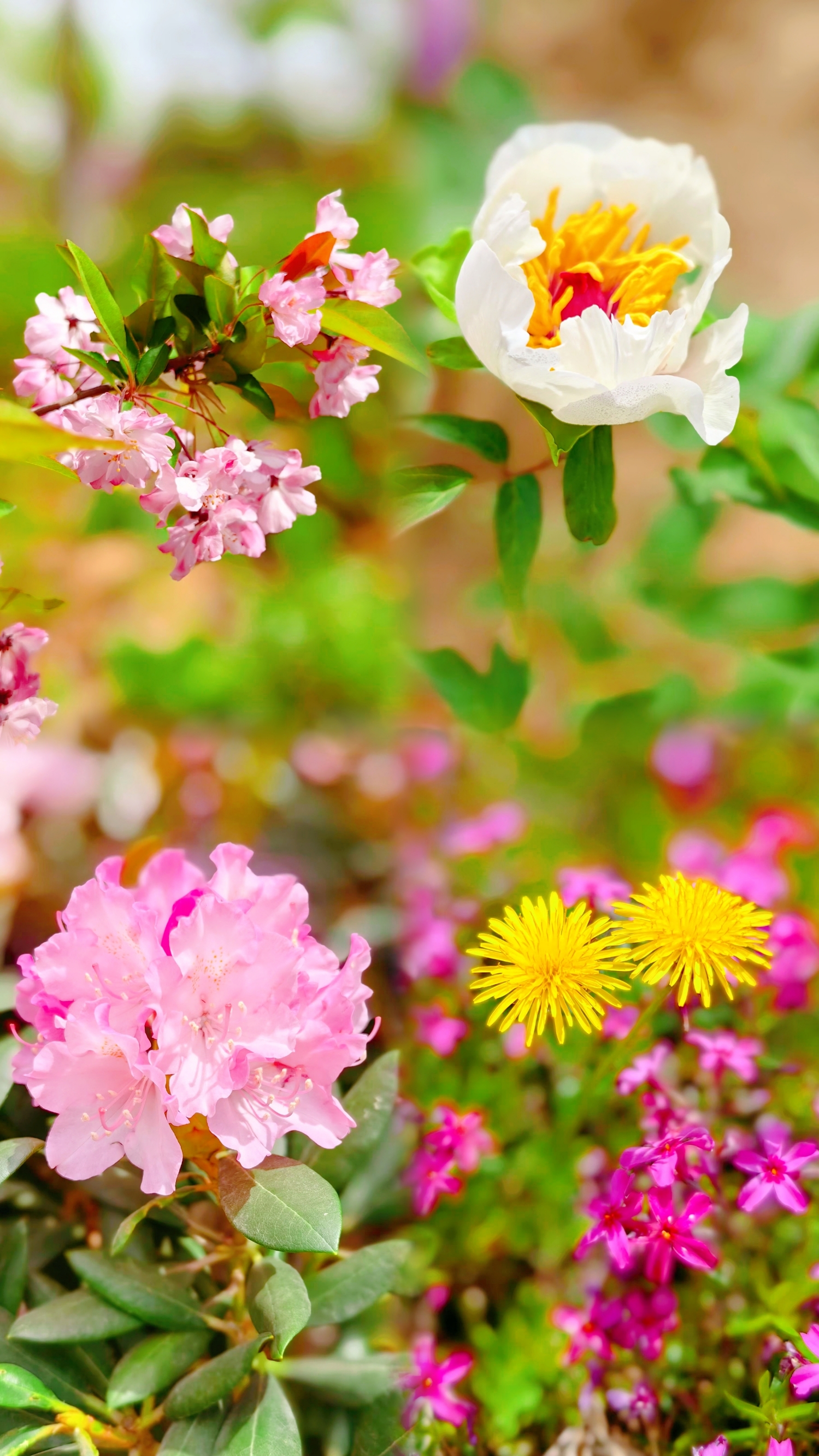 春暖花开，不如一起来牡丹园踏春赏花吧！