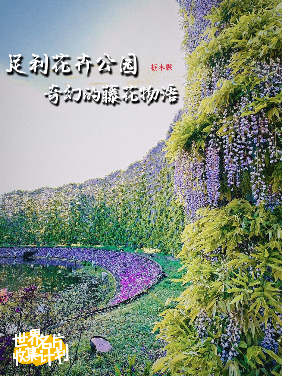 日本人文｜赏奇幻藤花物语，就在足利花卉公园