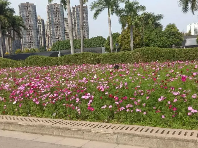 鲜花公园，春日绽放，色彩斑斓