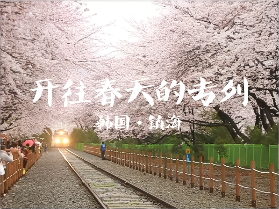 韩国镇海|坐上春天的列车，去欣赏这花花世界📸