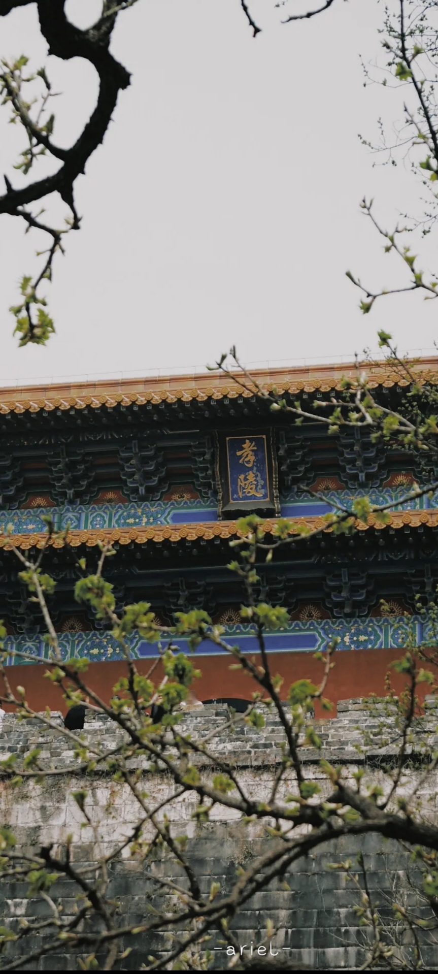 #南京春日追花指南 终于凑齐了明孝陵的四时不同的风景，从夏的浓郁，秋的热烈，冬的 沉静，到春的盛放，