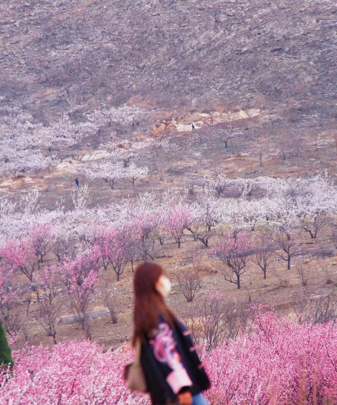 徐州周边赏梅，性价比很高！#春季赏花好去处