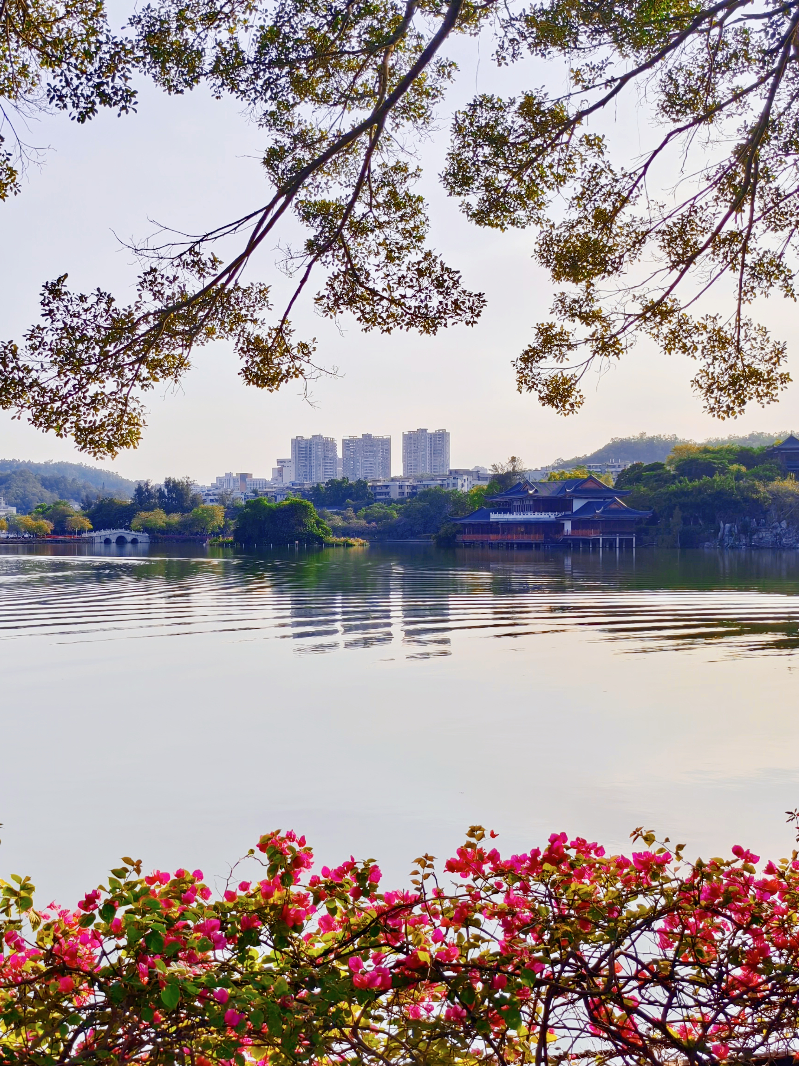 惠州西湖迷人的春日美景，让人陶醉其中