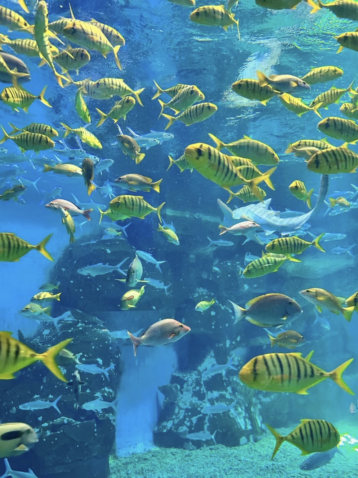 新西兰水族馆中全景玻璃360度感受蓝色大海